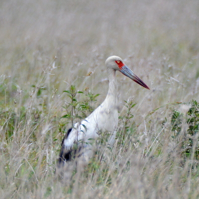 Maguari Stork (2)